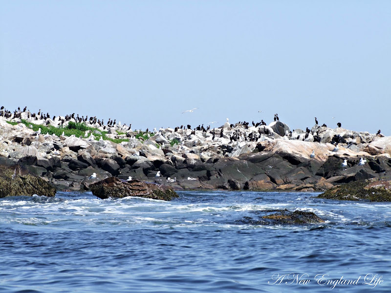 A New England Life Milk Island and the Twin Lighthouses
